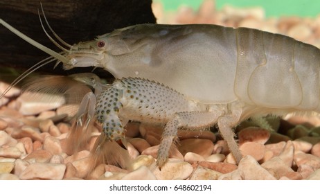 Atya Gabonensis (African Filter Shrimp), A Species Of Freshwater Shrimp From West Africa And South America. It Is A Filter Feeder That Uses Feather-like Claspers To Filter Particles 