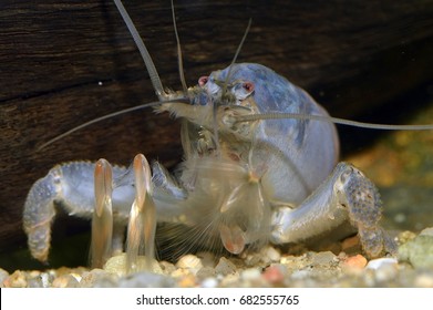 Atya Gabonensis (African Filter Shrimp), A Species Of Freshwater Shrimp From West Africa And South America. It Is A Filter Feeder That Uses Feather-like Claspers To Filter Particles 