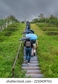 Au ZH, Switzerland - September 15,2022: A Group Of People With Umbrellas Are Climbing Stairs Between Vineyards On A Rainy Day