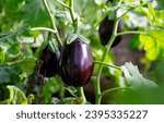 Aubergine eggplant plants in a greenhouse.