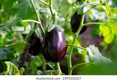 Aubergine eggplant plants in a greenhouse.