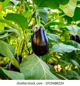 Aubergine eggplant plants in greenhouse with high technology farming. Agricultural Greenhouse with Aubergine vegetables