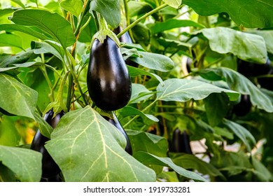 Aubergine eggplant plants in greenhouse with high technology farming. Agricultural Greenhouse with ripe Aubergine vegetables
