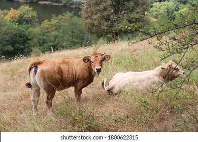 Aubrac Cow, Aveyron Region, France