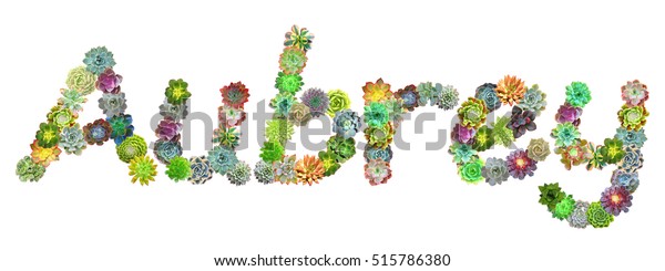 Aubrey Succulent Plant Name Stock Photo 515786380 | Shutterstock