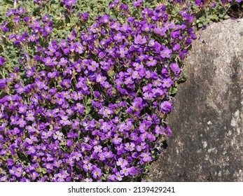 Aubrieta deltoidea or cultorum - Lilacbush or purple rock cress or rainbow rock cress like ground cover in crevice in a wall