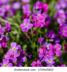 Aubrieta Rock Garden Ground Cover Plants Stock Photo 1729635853 ...