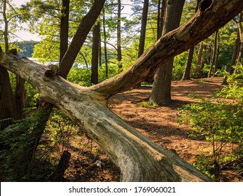 Auburndale Park In The Summer, Newton, Massachusetts 