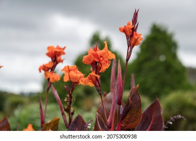 Auckland Botanic Gardens, Located In Manurewa