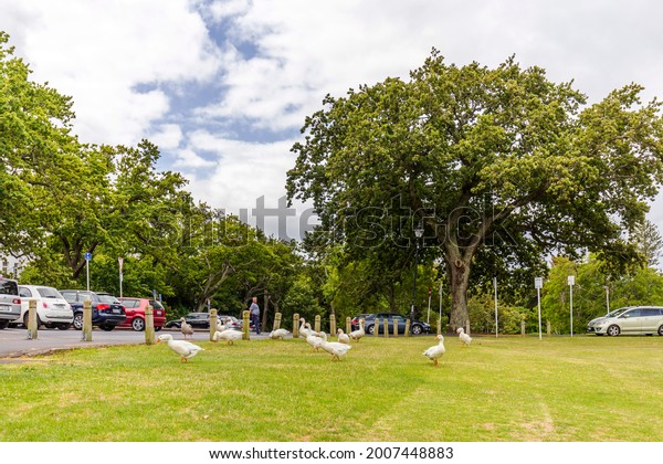 Auckland, New Zealand -\
January 08, 2020: People looking at the ducks at Auckland Domain in\
New Zealand