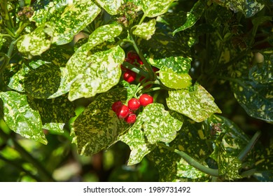 クスノキ科 High Res Stock Images Shutterstock