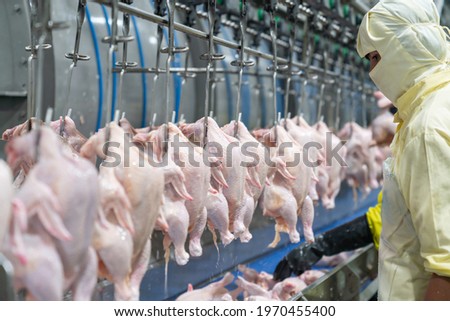 Audit check fresh chicken on rail after cleaning from chiller bin.