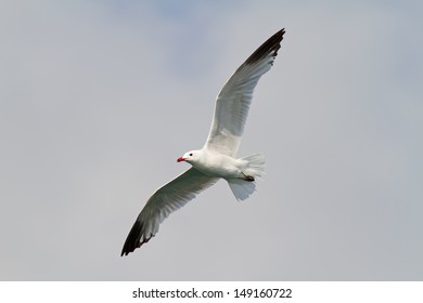 An Audouin's Gull (Larus audouinii) flying overhead