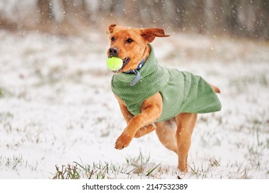 Audubon Greenway Conservation Area, Sewickley, PITTSBURGH, Pennsylvania, USA: the last winter blizzard of the 2022 winter season happened on March 27th. A dog is happily playing with the snowflakes.