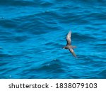 Audubon Shearwater (Puffinus lherminieri) in flight over sea