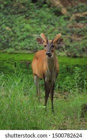 Aug 2017; Kapilas Zoo, Odisha, India: Indian Muntjac Deer, Also Called The Southern Red Muntjac And Barking Deer