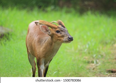 Aug 2017; Kapilas Zoo, Odisha, India: Indian Muntjac Deer, Also Called The Southern Red Muntjac And Barking Deer