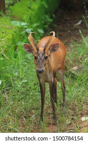 Aug 2017; Kapilas Zoo, Odisha, India: Indian Muntjac Deer, Also Called The Southern Red Muntjac And Barking Deer