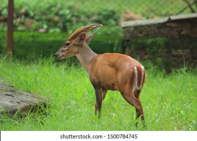 Aug 2017; Kapilas Zoo, Odisha, India: Indian Muntjac Deer, Also Called The Southern Red Muntjac And Barking Deer