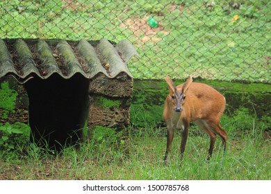 Aug 2017; Kapilas Zoo, Odisha, India: Indian Muntjac Deer, Also Called The Southern Red Muntjac And Barking Deer