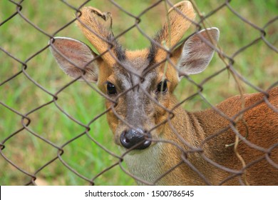 Aug 2017; Kapilas Zoo, Odisha, India: Indian Muntjac Deer, Also Called The Southern Red Muntjac And Barking Deer