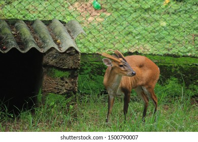 Aug 2017; Kapilas Zoo, Odisha, India: Indian Muntjac Deer, Also Called The Southern Red Muntjac And Barking Deer