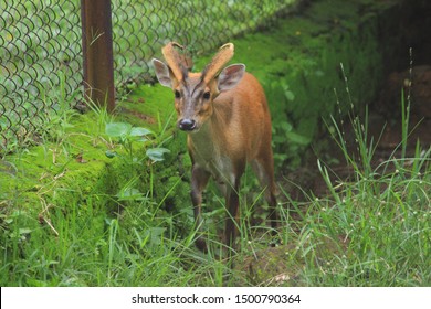 Aug 2017; Kapilas Zoo, Odisha, India: Indian Muntjac Deer, Also Called The Southern Red Muntjac And Barking Deer