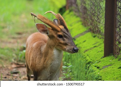 Aug 2017; Kapilas Zoo, Odisha, India: Indian Muntjac Deer, Also Called The Southern Red Muntjac And Barking Deer