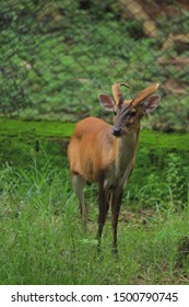 Aug 2017; Kapilas Zoo, Odisha, India: Indian Muntjac Deer, Also Called The Southern Red Muntjac And Barking Deer