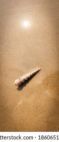 Auger Shell On The Seashore 