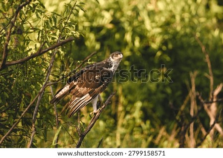 Augur buzzard with catchlight on leafy bush
