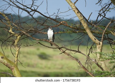 Augur Buzzard Couple Buteo Augurarge African Bird Of Prey With Catch Eastern Green Mamba Dendroaspis Angusticeps Highly Venomous Snake 