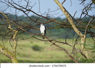 Augur Buzzard Couple Buteo Augurarge African Bird Of Prey With Catch Eastern Green Mamba Dendroaspis Angusticeps Highly Venomous Snake 