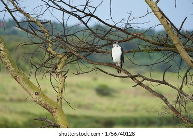 Augur Buzzard Couple Buteo Augurarge African Bird Of Prey With Catch Eastern Green Mamba Dendroaspis Angusticeps Highly Venomous Snake 