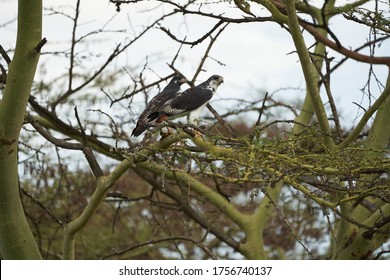 Augur Buzzard Couple Buteo Augurarge African Bird Of Prey With Catch Eastern Green Mamba Dendroaspis Angusticeps Highly Venomous Snake 