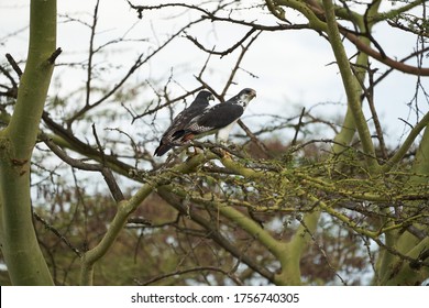 Augur Buzzard Couple Buteo Augurarge African Bird Of Prey With Catch Eastern Green Mamba Dendroaspis Angusticeps Highly Venomous Snake 