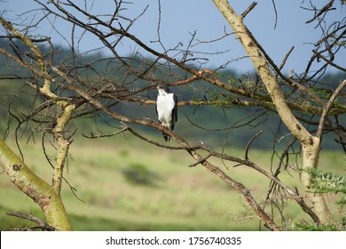 Augur Buzzard Couple Buteo Augurarge African Bird Of Prey With Catch Eastern Green Mamba Dendroaspis Angusticeps Highly Venomous Snake 