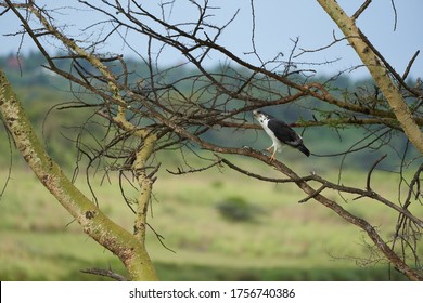 Augur Buzzard Couple Buteo Augurarge African Bird Of Prey With Catch Eastern Green Mamba Dendroaspis Angusticeps Highly Venomous Snake 