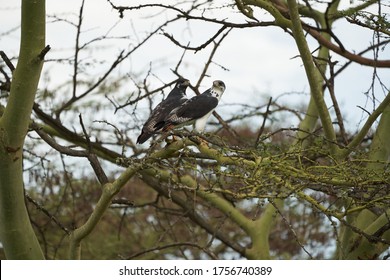 Augur Buzzard Couple Buteo Augurarge African Bird Of Prey With Catch Eastern Green Mamba Dendroaspis Angusticeps Highly Venomous Snake 