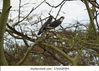 Augur Buzzard Couple Buteo Augurarge African Bird Of Prey With Catch Eastern Green Mamba Dendroaspis Angusticeps Highly Venomous Snake 