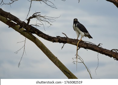 Augur Buzzard Couple Buteo Augurarge African Bird Of Prey With Catch Eastern Green Mamba Dendroaspis Angusticeps Highly Venomous Snake 