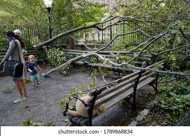 August 04, 2020 Family Standing Next To The Collapsed Tree After The Tropical Storm Isaias Hit New York City At Tudor City Parks, Midtown, Manhattan, USA,