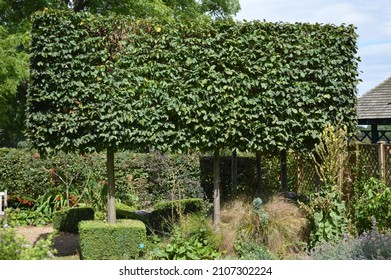 August 9th 2015. Hornbeam Hedge Seen In A Display Garden At RHS Wisley.