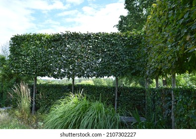 August 9th 2015. Hornbeam Hedge Seen In A Display Garden At RHS Wisley.