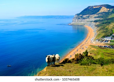 An August Bank Holiday Walk From Seatown In Dorset Over Golden Cap Hill