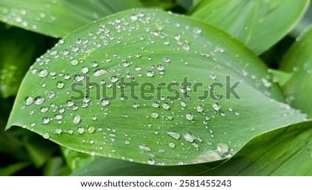 Similar – Image, Stock Photo Raindrops on a hosta leaf