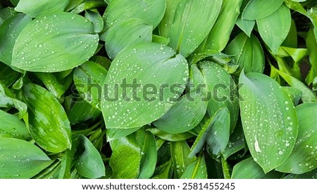 Similar – Image, Stock Photo Raindrops on a hosta leaf