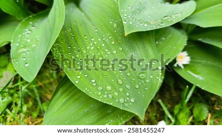 Similar – Image, Stock Photo Raindrops on a hosta leaf