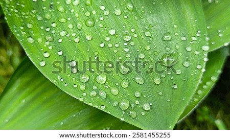Similar – Image, Stock Photo Raindrops on a hosta leaf
