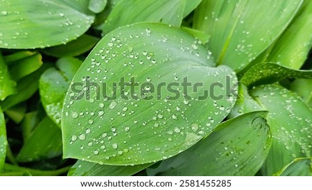Similar – Image, Stock Photo Raindrops on a hosta leaf